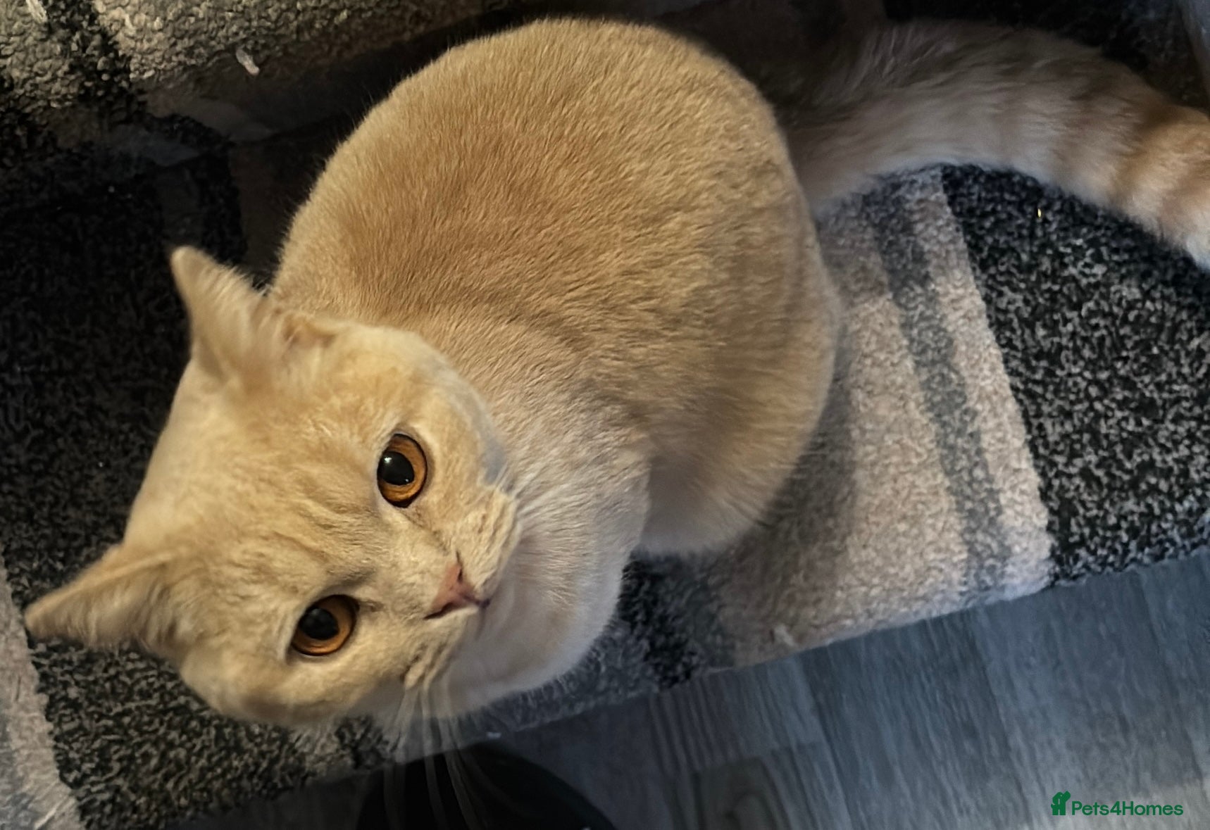 British Shorthair cats British short Hair - Advert 2