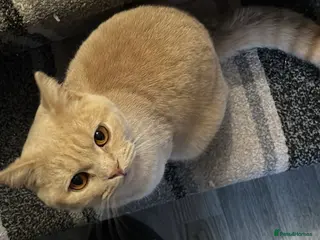 British Shorthair cats British short Hair - Advert 1