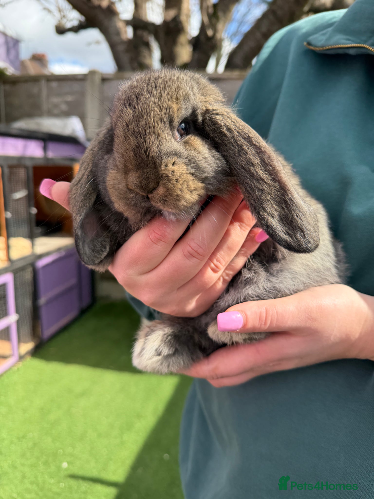 French Lop rabbits French lops  - Advert 5