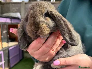 French Lop rabbits French lops - Advert 5