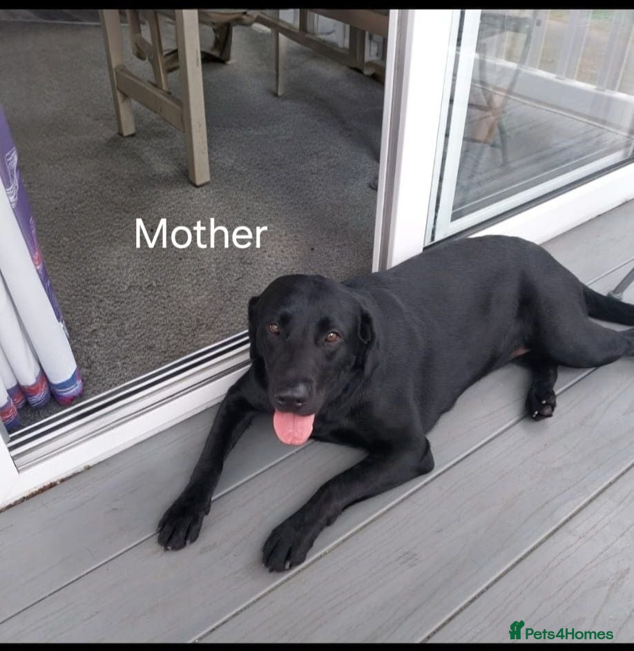Labrador Retriever dogs Labrador puppies 🐶  - Advert 3