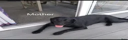 Labrador Retriever dogs for sale: Labrador puppies 🐶  in Rushden - Advert 1