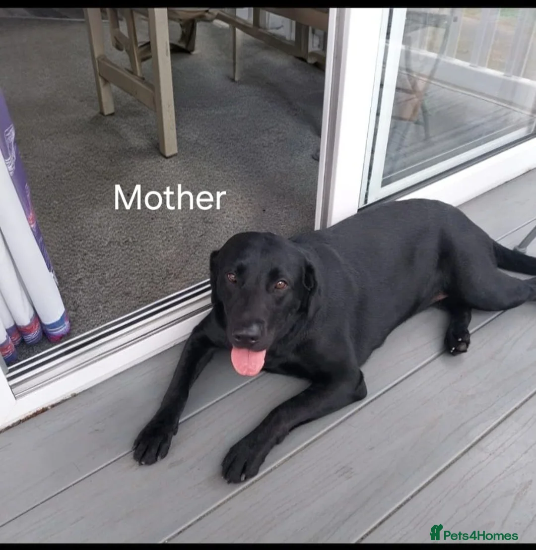Labrador Retriever dogs for sale: Labrador puppies 🐶  in Rushden - Advert 1