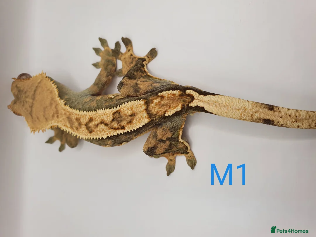 Gecko reptiles for sale: Sub adult crested geckos - Advert 26