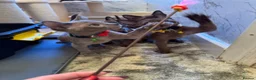 Burmese cats for sale: Burmese Kittens For Sale - Advert 9