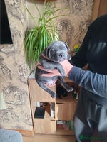 Staffordshire Bull Terrier dogs - Advert 16