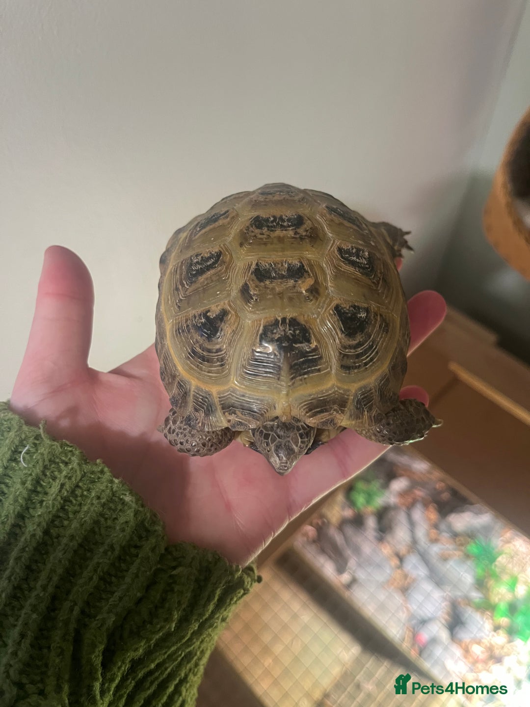 Tortoise reptiles for sale: Horsfield Tortoise - Advert 3