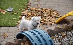 West Highland Terrier dogs for sale: Gorgeous West Highland Terrier Puppies - Image 5