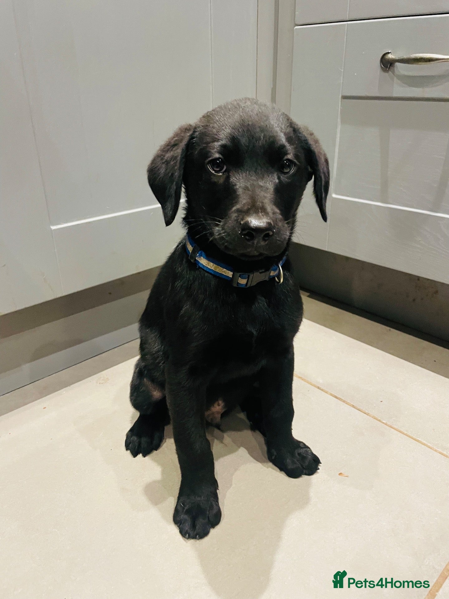Labrador Retriever dogs for sale: *Just one male labeador puppy left* - Advert 4