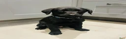 Labrador Retriever dogs for sale: *Just one male Labrador puppy left* - Advert 1