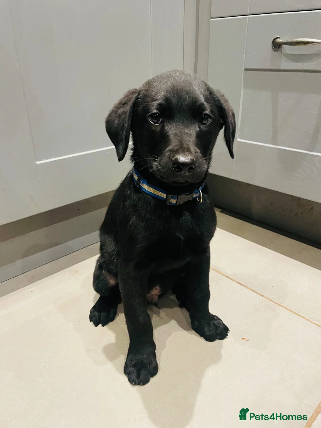 Labrador Retriever dogs for sale: *Just one male Labrador puppy left* - Advert 1