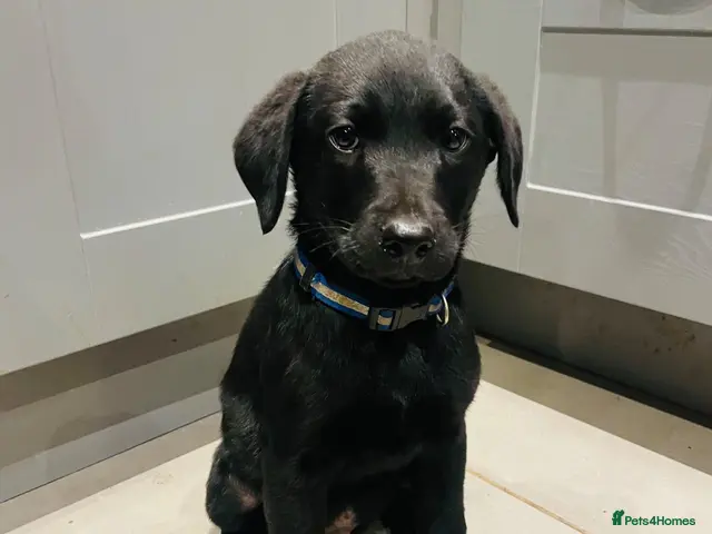 Labrador Retriever dogs for sale: *Just one male labeador puppy left* - Advert 4