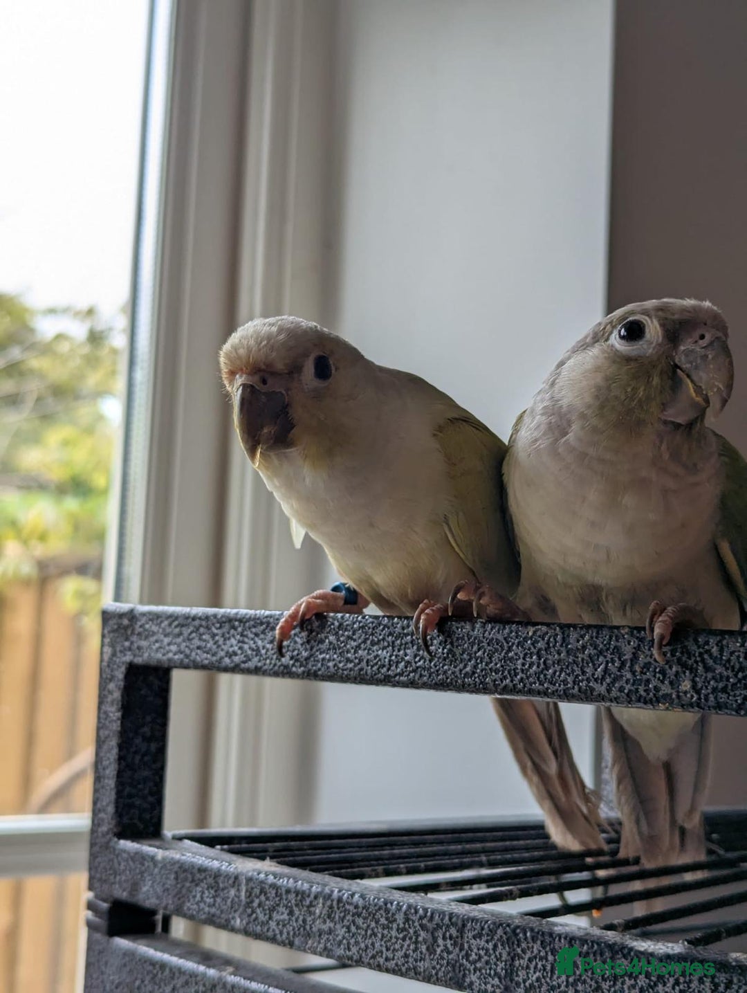 Conures birds for sale: Breeding Pair Mint Green Conures - Advert 3