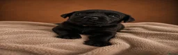 Labrador Retriever dogs for sale: Exceptional Labrador Retriever puppies - Advert 5