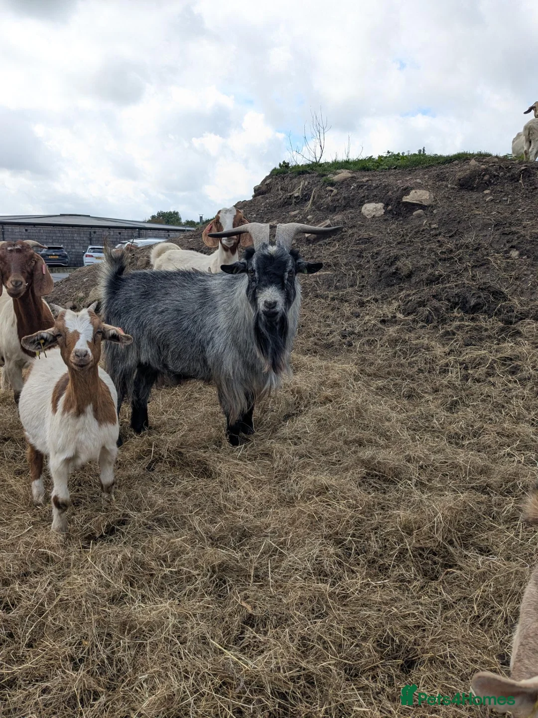 Goats livestock for sale: Pygmy goats for sale  in Clitheroe - Advert 4