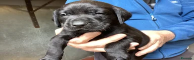 Labrador Retriever 1