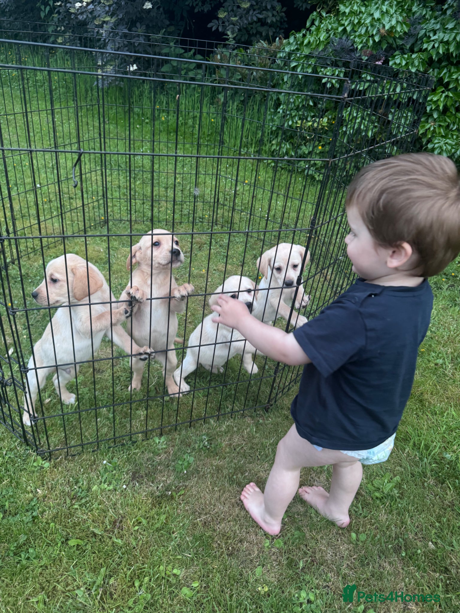 Labrador Retriever dogs for sale: Golden Labrador Puppies in Ayr - Advert 7