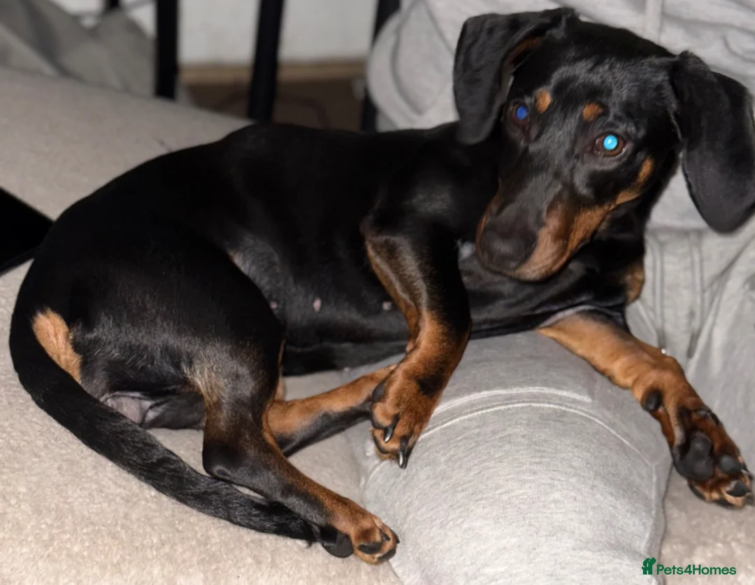Dachshund dogs for sale: 8 month old Dachshund Luna  in London - Advert 3