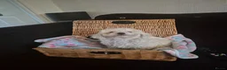 Maltipoo dogs for sale: Beautiful Toy Maltipoo Puppy DNA tested clear - Advert 4