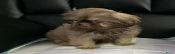 Shih Tzu dogs for sale: Beautiful imperial shih tzu in Barnsley - Advert 7