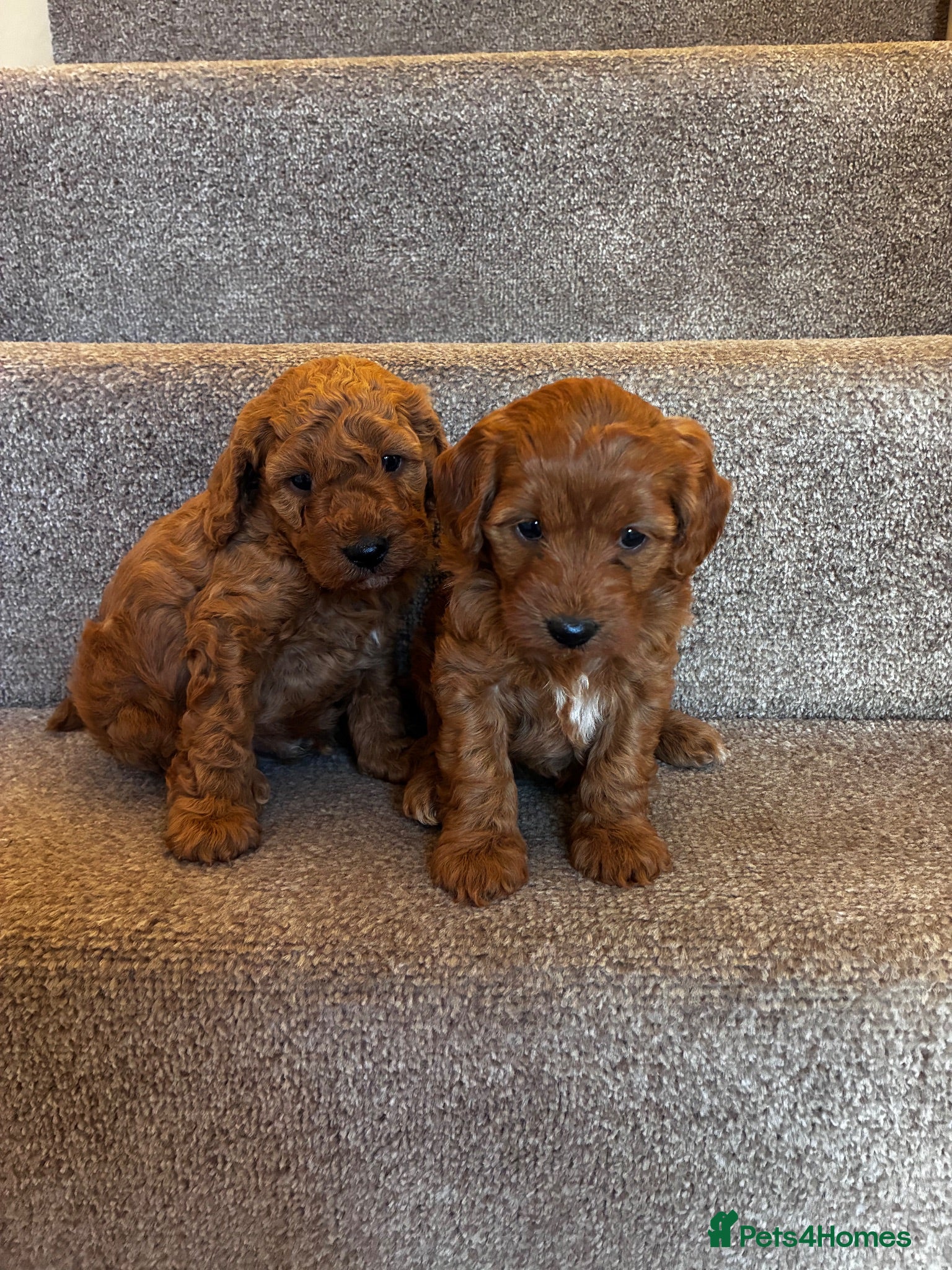 Cockapoo dogs One week and a half f1 cockapoos  - Advert 3
