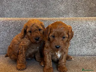 Cockapoo dogs One week and a half f1 cockapoos - Advert 3