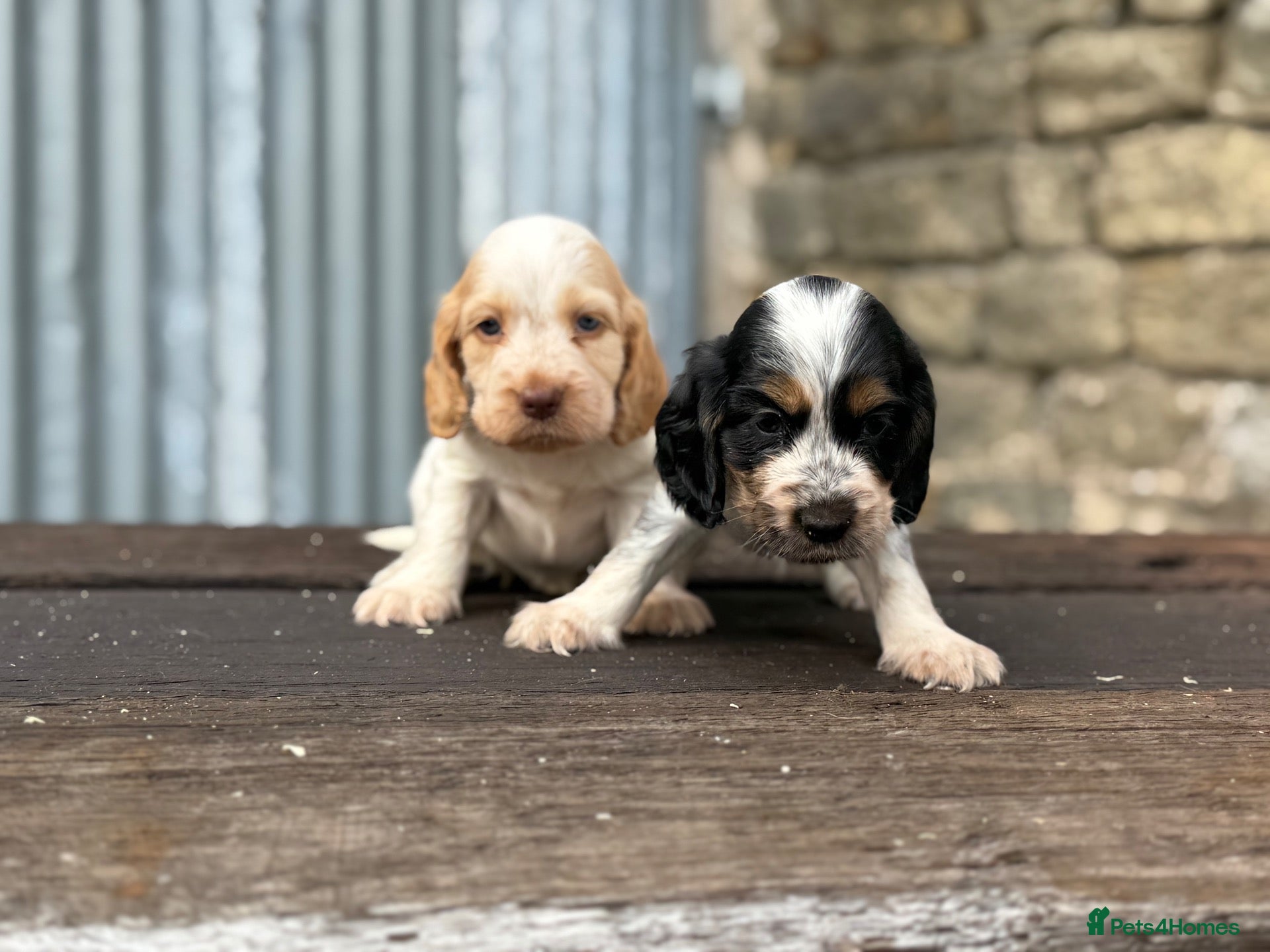 Cocker Spaniel dogs Exceptional perigee & health tests show cockers  - Advert 2