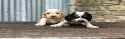 Cocker Spaniel dogs for sale: Stunning health tests show cockers  - Advert 8