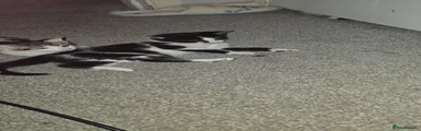 Domestic Shorthair Kitten 2
