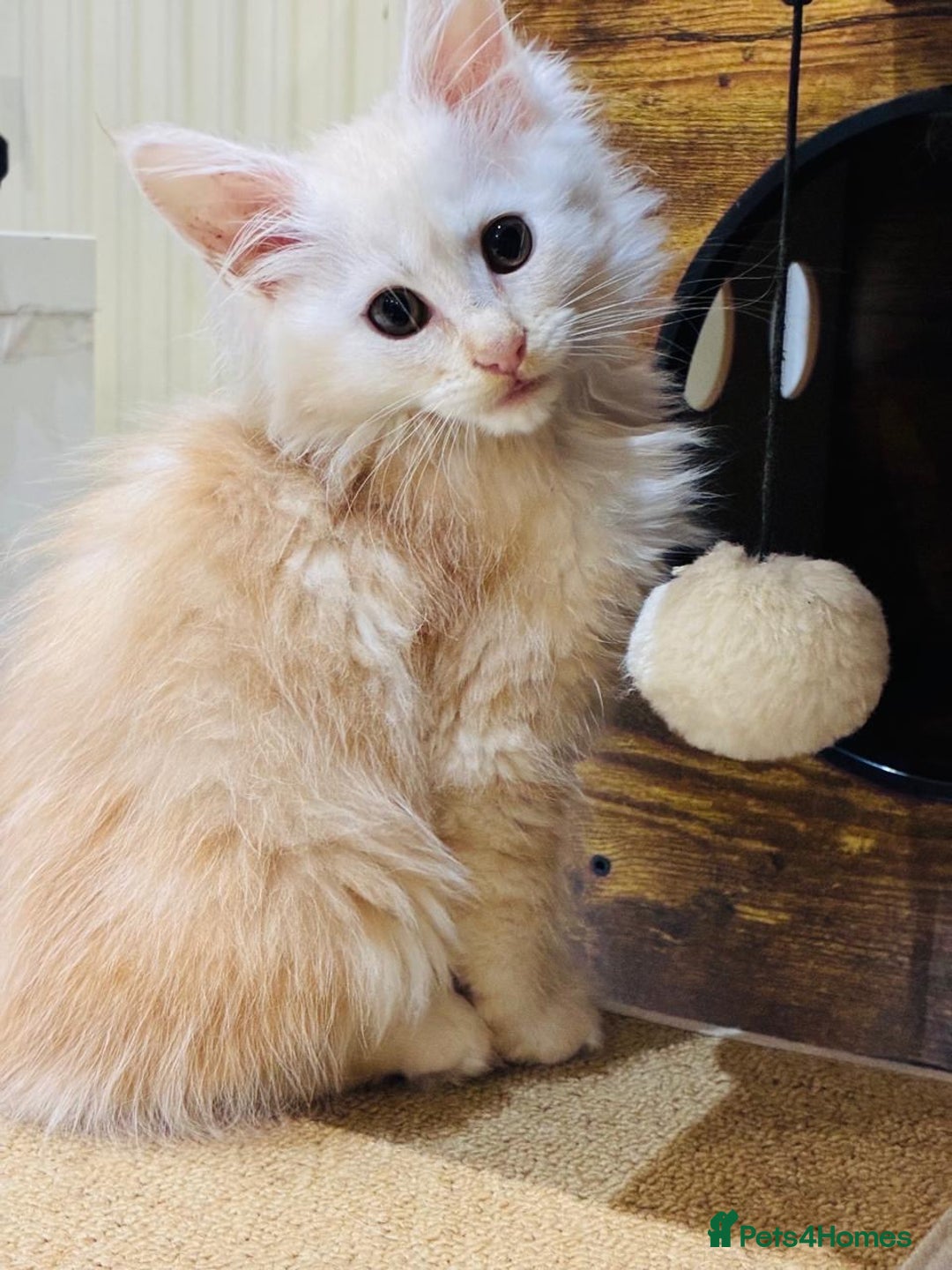 Maine Coon cats for sale: Premium Maine Coon fluffballs😻🐾 - Advert 4