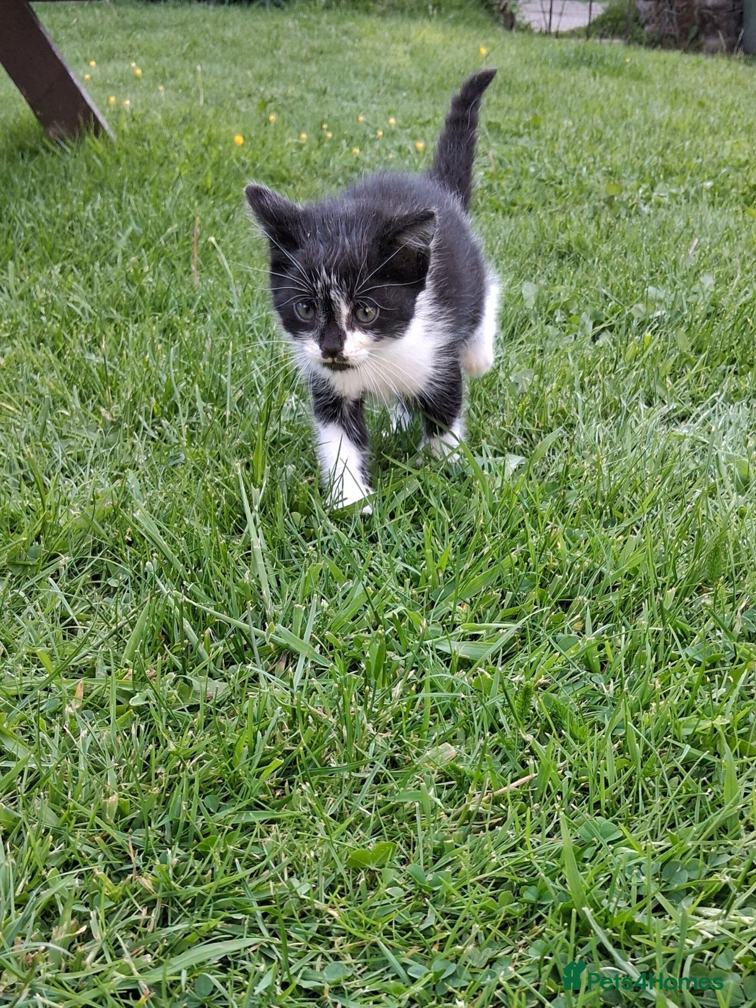 Mixed Breed cats £20 1 beautiful black&white male - Advert 3