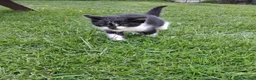 Mixed Breed cats for sale: £20 1 beautiful black&white male - Advert 1