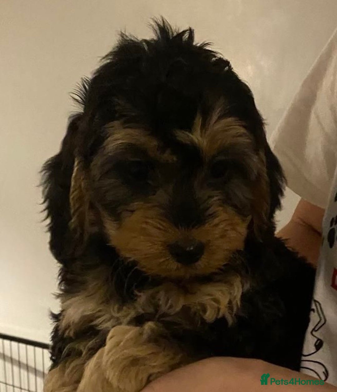 Cockapoo dogs for sale: ADORABLE COCKAPOO PUPPIES  - Advert 6