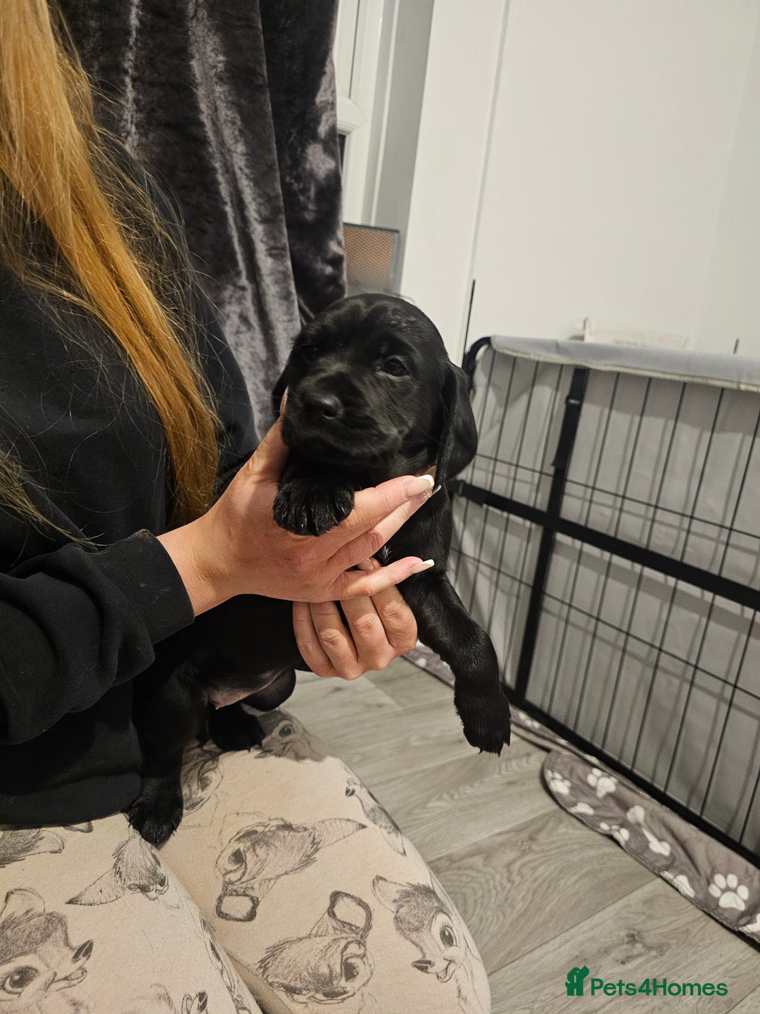 Mixed Breed dogs for sale: Chunky staff x lab pups 3 left - Advert 9