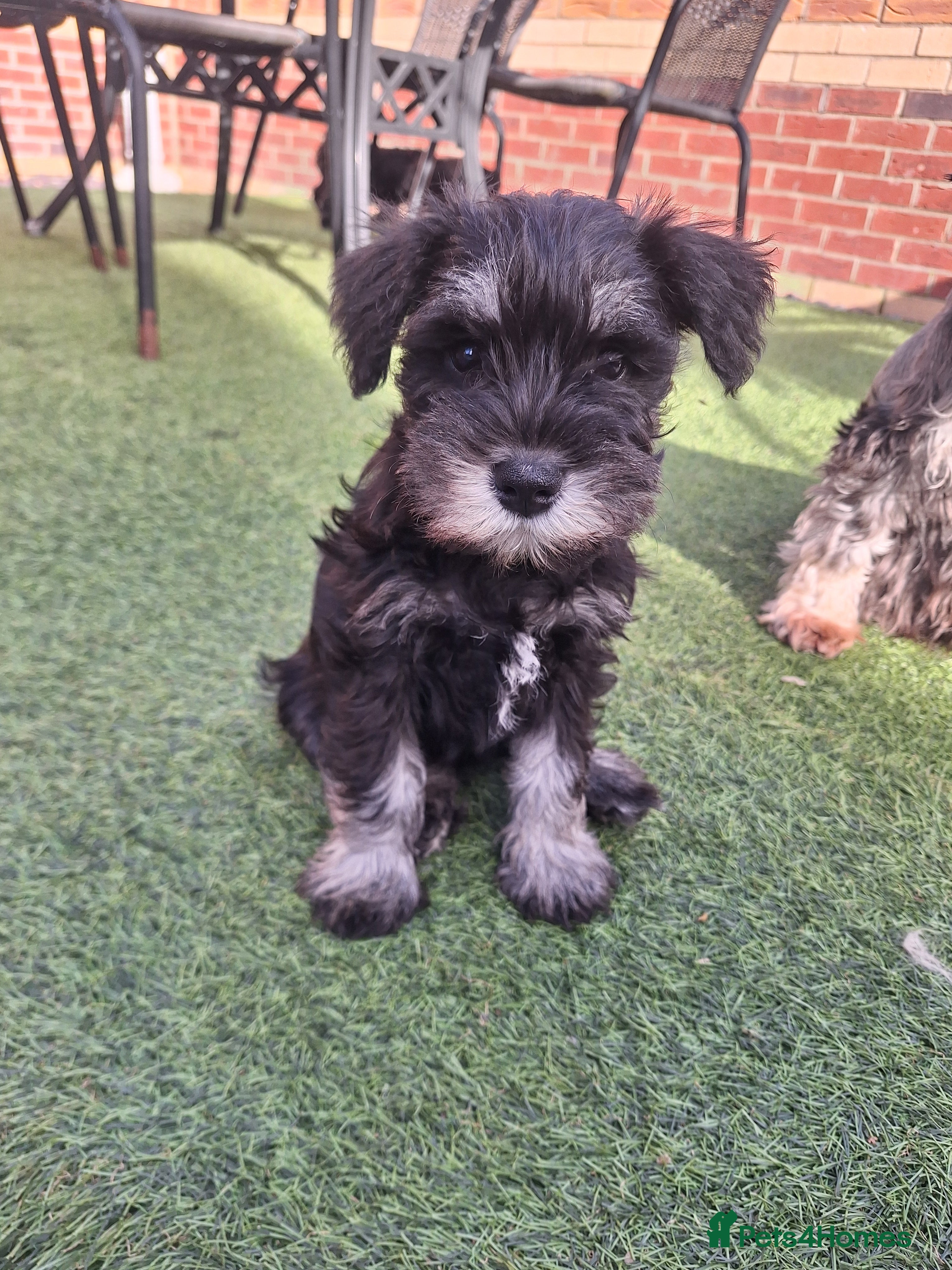 Miniature Schnauzer dogs 1 beautiful girl ready for her new forever home - Advert 10