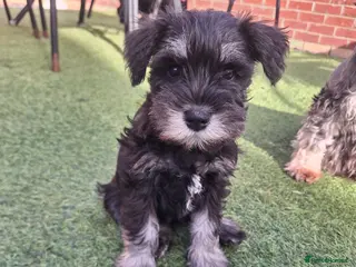 Miniature Schnauzer dogs 1 beautiful girl ready for her new forever home - Advert 10