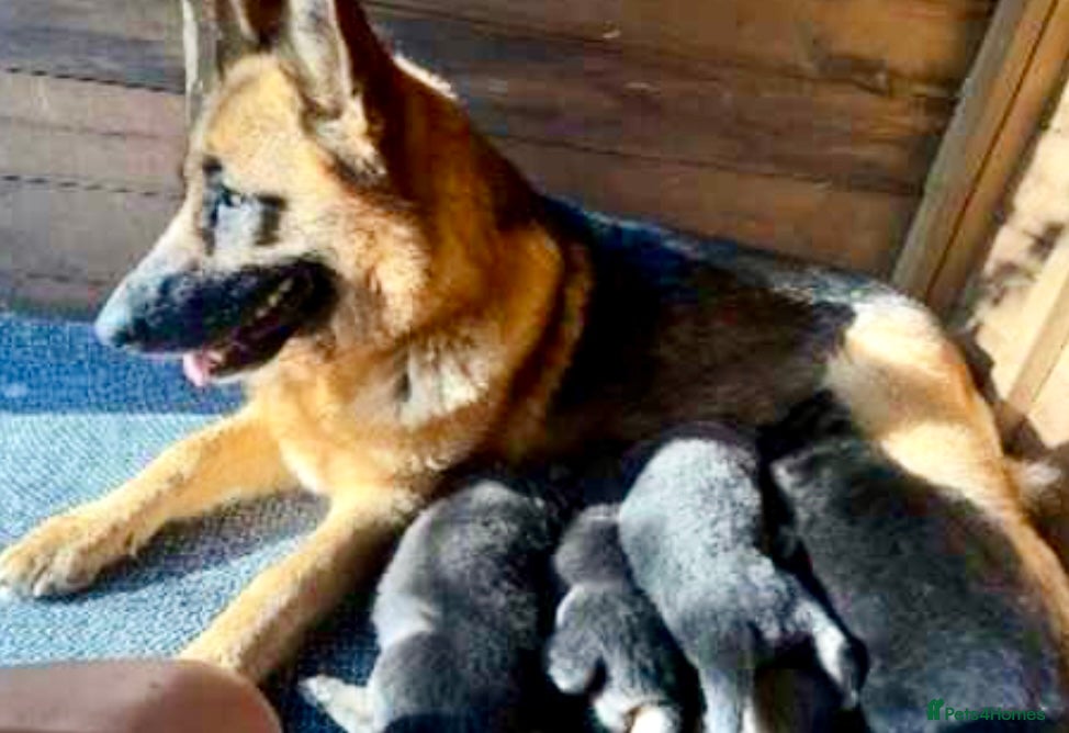 German Shepherd dogs German Shepherd Puppy - Advert 1