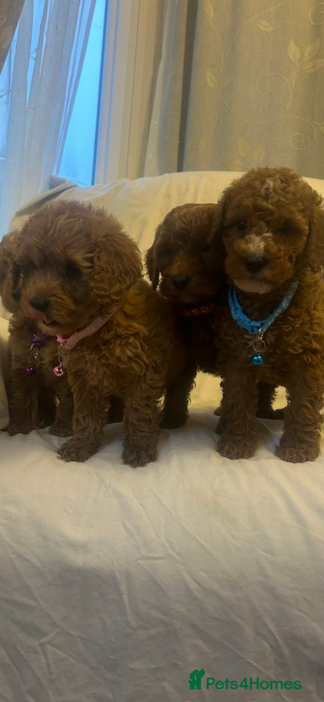 Cockapoo dogs for sale: Cockapoos - Advert 4