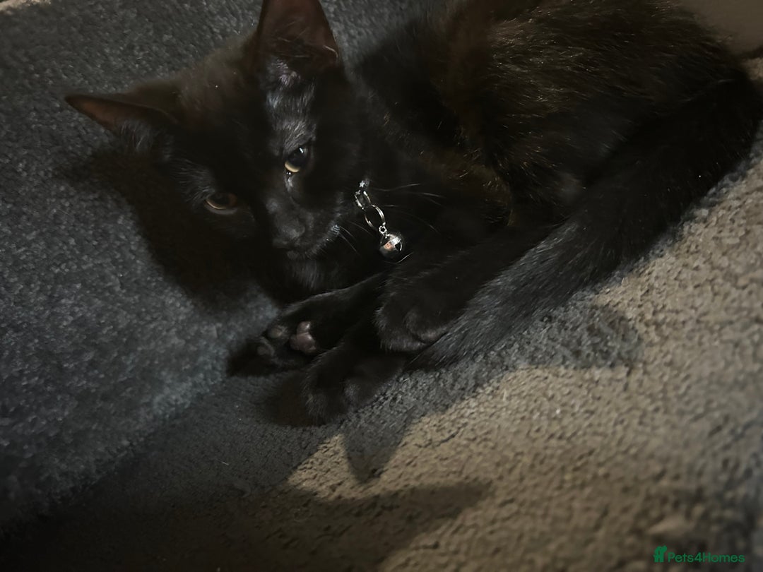 Bengal cats for sale: Ready now !  in Tredegar - Image 16