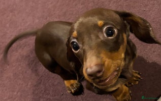 Dachshund dogs - Advert 14