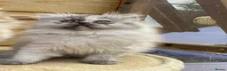 Persian cats for sale: BEAUTIFUL DOLL FACE FULL PERSIAN LONG HAIR KITTEN - Advert 16
