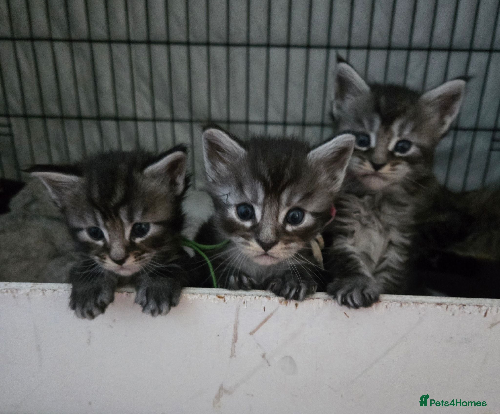 Maine Coon cats 6 TICA registered Maine Coon kittens. - Advert 1