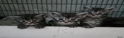 Maine Coon cats for sale: 6 TICA registered Maine Coon kittens. - Advert 25
