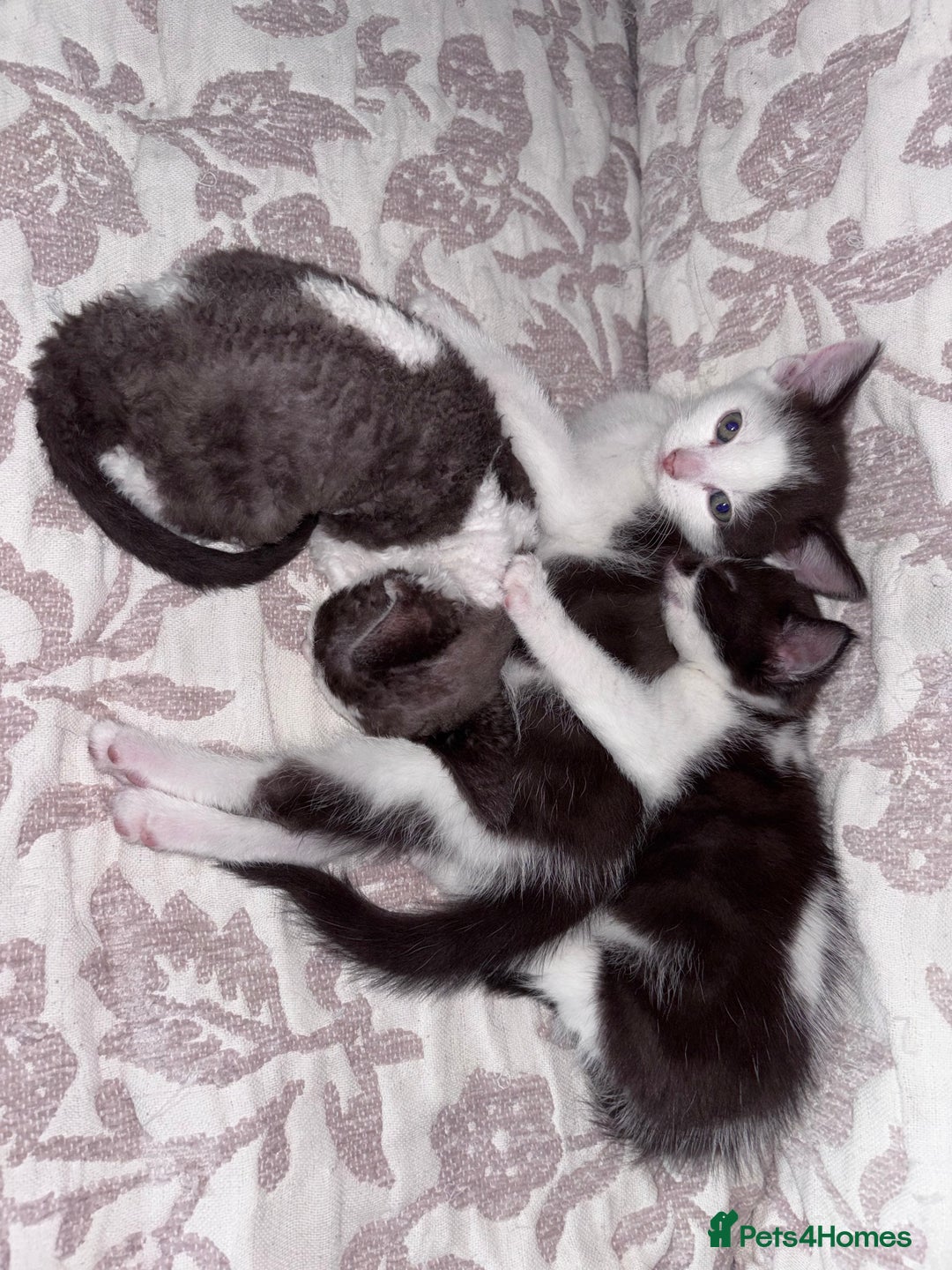 Devon Rex cats for sale: Kittens  - Image 3