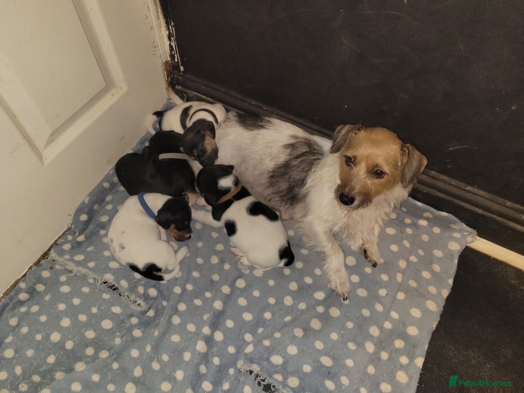 Jack Chi dogs for sale: Beautiful Jack Chi Puppies - Advert 3