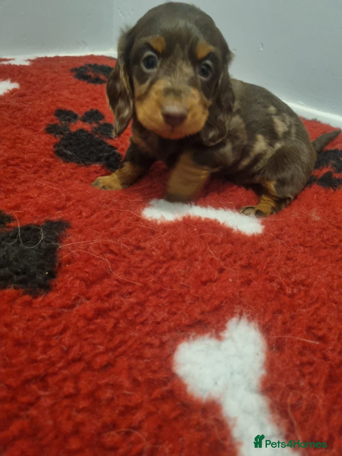 Miniature Dachshund dogs for sale: All Dapple Miniature Dachshunds available in Penrith - Advert 3