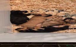 Patterdale Terrier dogs for sale: Patterdale x lakeland pups  - Image 1