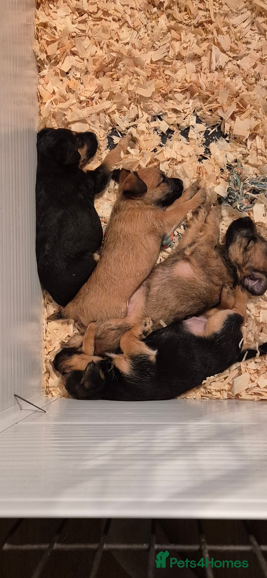 Patterdale Terrier dogs for sale: Patterdale x lakeland pups  - Image 1