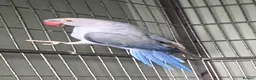 Ringnecks birds for sale: Mauve ringneck 1 year old in Christchurch - Advert 2