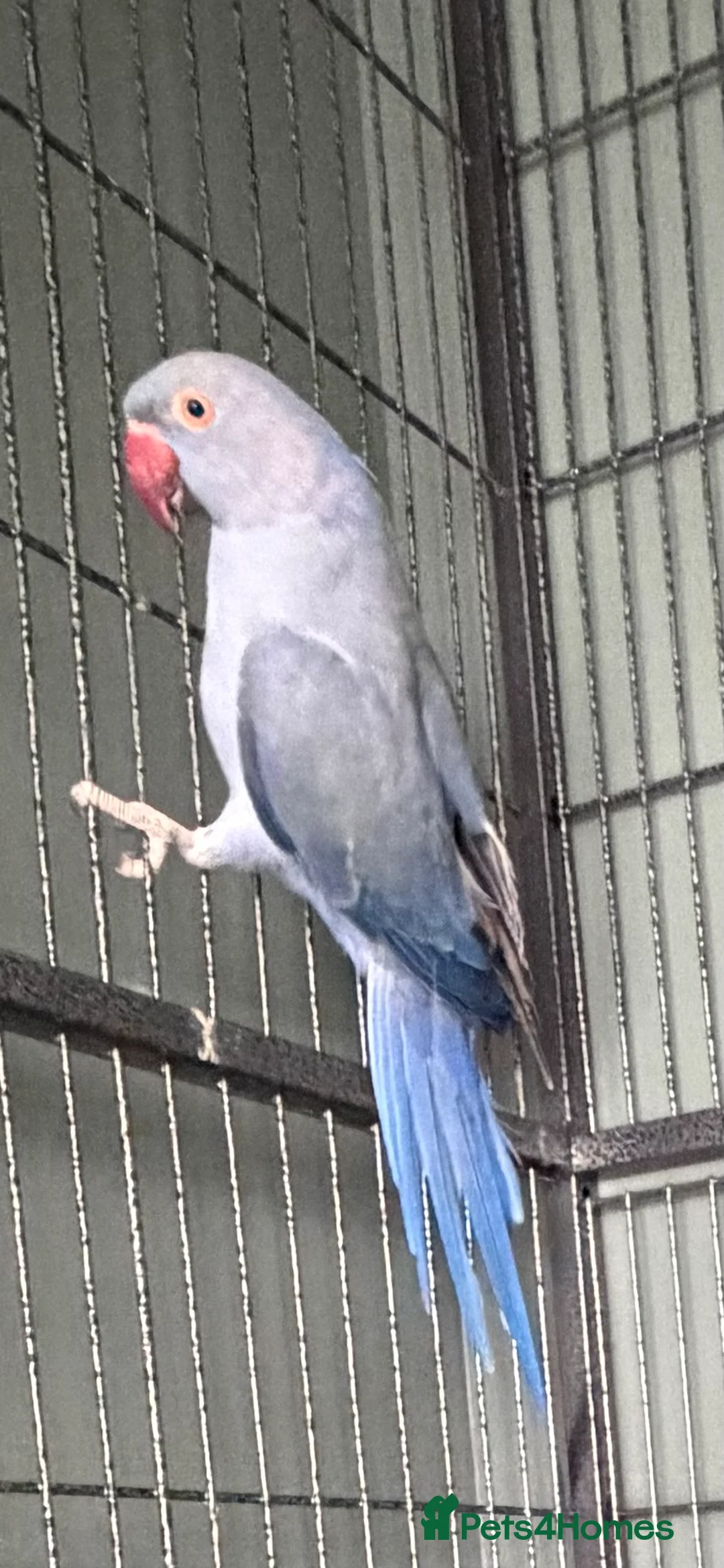 Ringnecks birds for sale: Mauve ringneck 1 year old in Christchurch - Advert 2